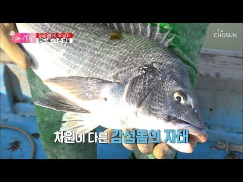 차원이 다른 감성돔의 자태! 기분 좋아진 창금 엄마~ [엄마의 봄날] 181회 20190303
