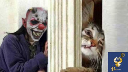 Funny Cats Scared of Masks - Part 4