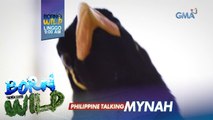Born to be Wild: Isang Philippine Talking Mynah, ibabalik sa kagubatan