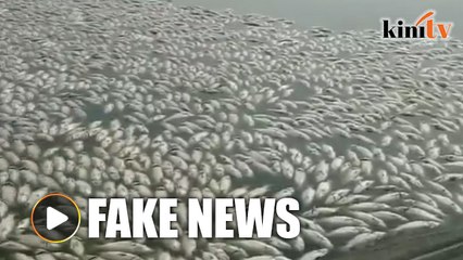 Video of dead fish in Pasir Gudang fake