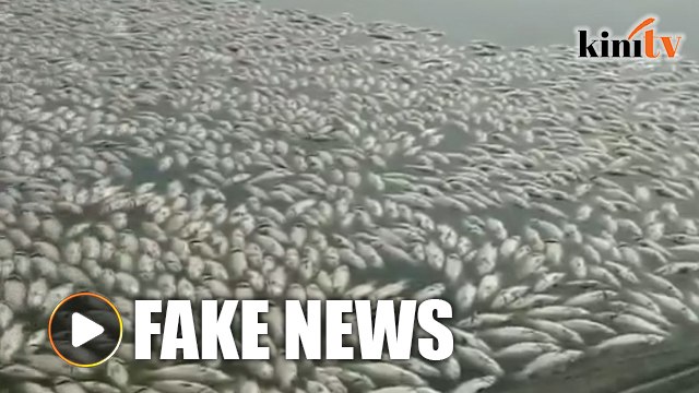 Video of dead fish in Pasir Gudang fake