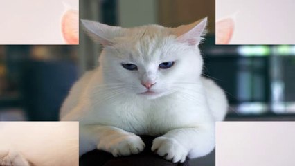 Meow Meow White Cats SlideShow