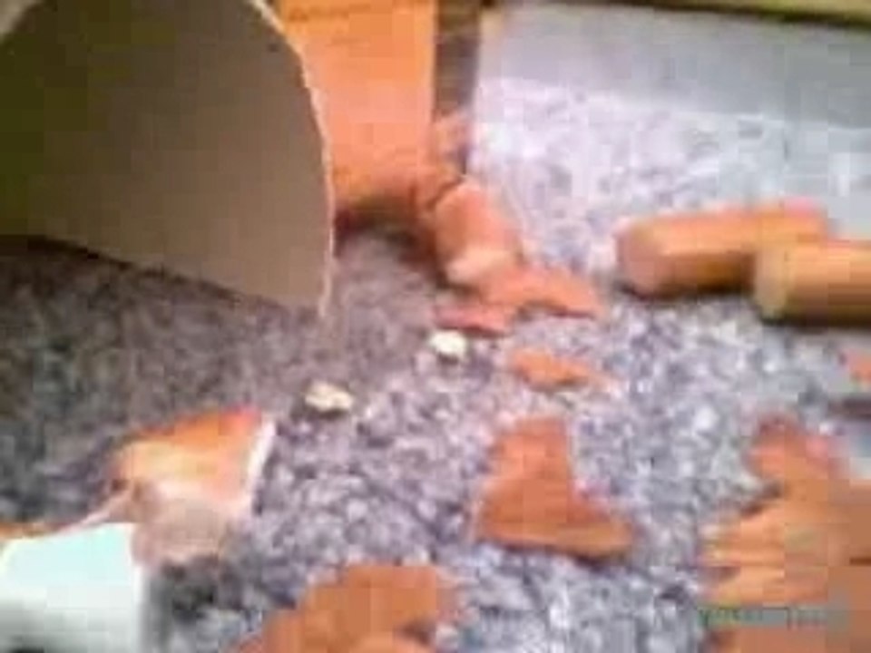 Superchien_hotel