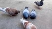 Pigeons  video. Vidéo pigeons.