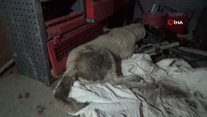 Kütahya'da Trafik Kazasında Yaralanan 2 Kedi ve 1 Köpek İçin Gece Yarısı Seferberlik