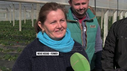 Kthim nga emigrimi; Në Roskovec, për të punuar tokat e tyre - Top Channel Albania - News - Lajme