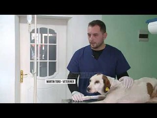 Alarmi nga leishmanioza  - Top Channel Albania - News - Lajme