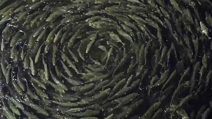 How fish farming is reducing its impact on the environment