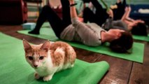 Yoga Bareng Kucing