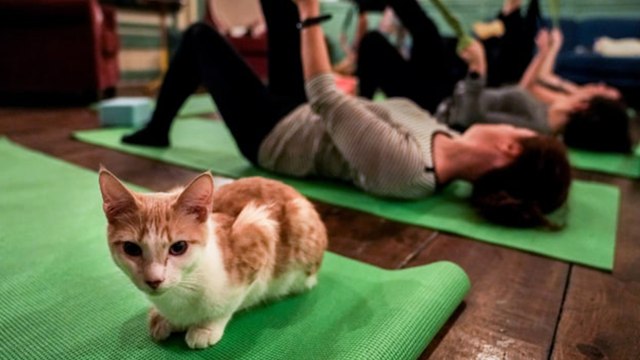 Yoga Bareng Kucing