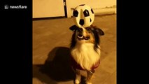 Is this dog the new Ronaldo? Pooch shows off ace balance skills with a football