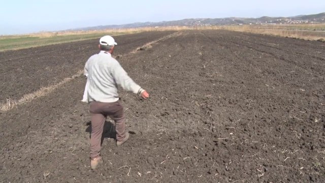 Frikë nga përmbytja; Në Tërbuf mbjellin luledielli dhe jonxhë - Top Channel Albania - News - Lajme