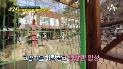 만화가 현실로! 101마리 고양이를 키우는 키우는 집사가 있다?!