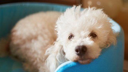 ¿Mi perro tiene fiebre?