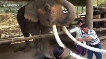 Tourists in Thailand put string on elephant's tusks for good luck