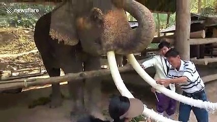 Tourists in Thailand put string on elephant's tusks for good luck