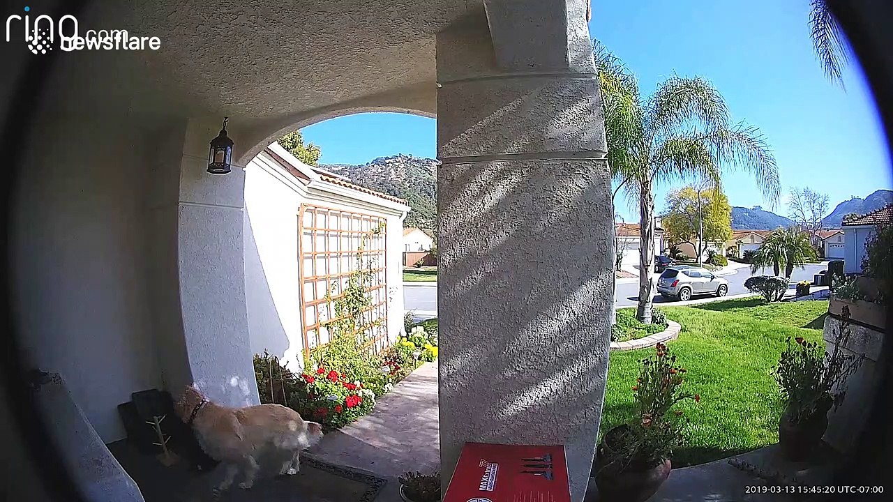 Doggy burglar caught by doorbell cam stealing neighbour's boot