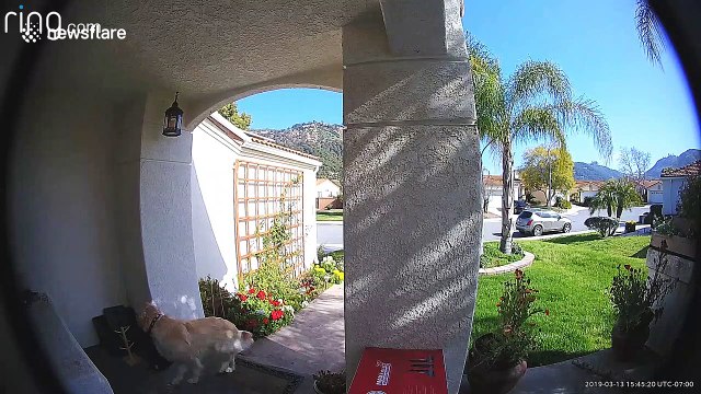 Doggy burglar caught by doorbell cam stealing neighbour's boot