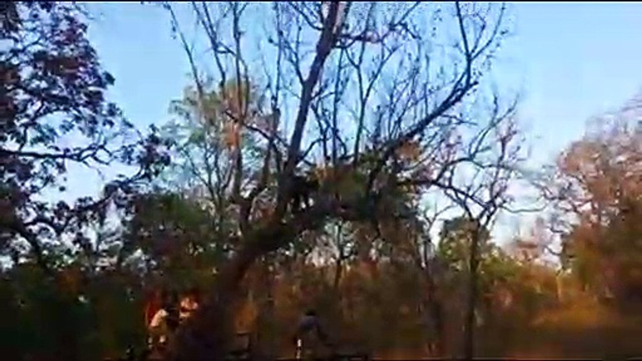 Heartwarming moment rescued bear steps out of cage for freedom