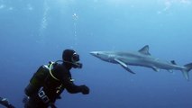 Diver receives a 'kiss' from a shark after they meet face-to-face in the deep