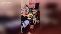 Obedient huskies serve lazy owner by holding phone and snacks for him