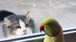 Parrot Plays Peek-a-Boo with Neighbors Cat