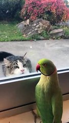 Parrot Plays Peek-a-Boo with Neighbors Cat