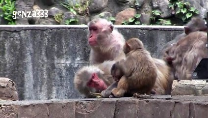 Baby monkey who wants to leave mom.