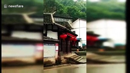 Lost boar ends up on house roof before falling off and getting caught in China