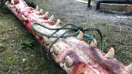 Une mâchoire de cachalot examinée à Océanopolis