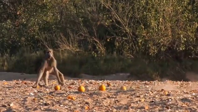 Faux serpents : ces singes sont piégés et surpris !