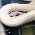 La tête de ce python blanc est effrayante !
