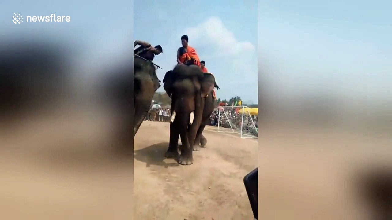 The biggest football players in the world? ELEPHANTS play professional football in Vietnam
