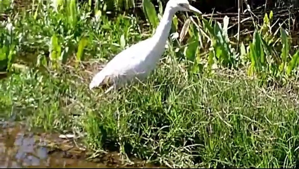 Abu Qardan friend of the peasant amid the weeds and bushes