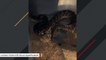 20 Venomous Snakes Removed From Pennsylvania Apartment
