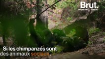 Plongée dans l'intimité d'un groupe de chimpanzés