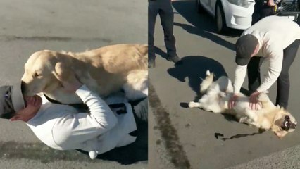 Stolen Dog Has The Sweetest Reaction To Being Reunited With His Family