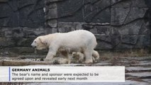 Polar bear cub takes his first steps outdoor in Berlin