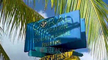 Diving for a Worthy Cause in Bonaire