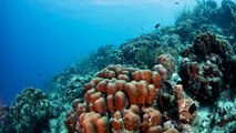 DPV Diving with Buddy Dive Bonaire