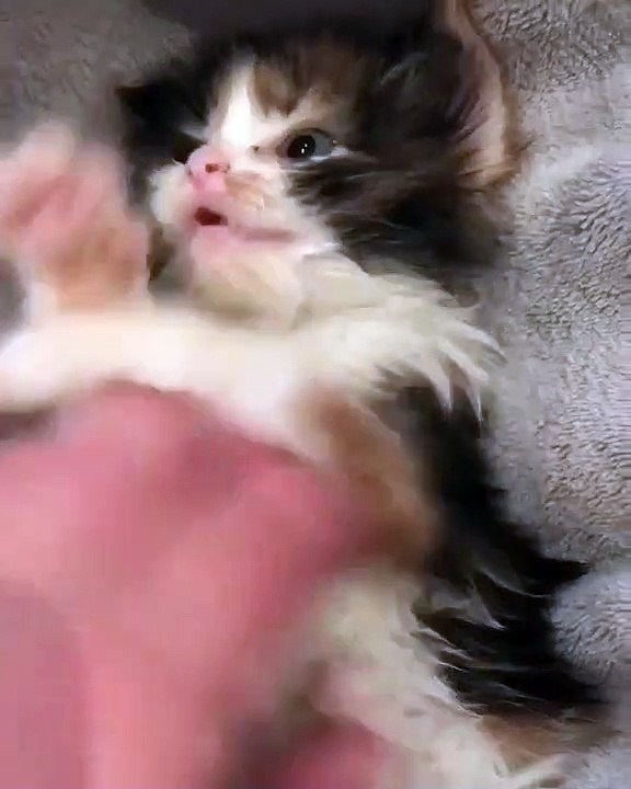 Playing with Cute Cat