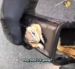 Un petit écureuil coincé dans une pièce de métal... Mais son sauveur n'est pas loin
