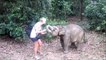 Elle nourrit un éléphanteau affamé... Trop mignon