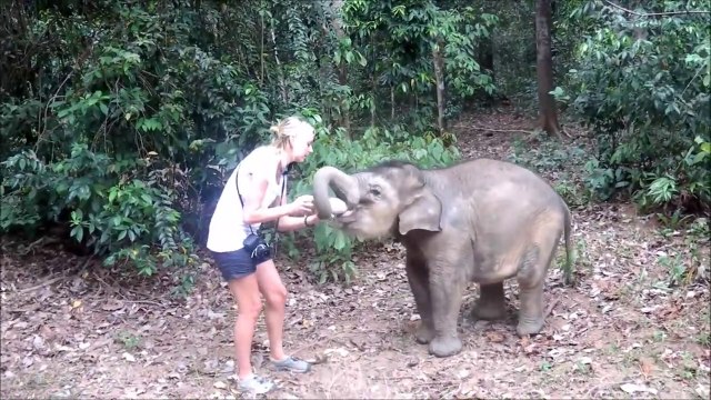 Elle nourrit un éléphanteau affamé... Trop mignon