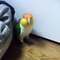 Funny Parrot cutest fisher parrot top birds videos 2019