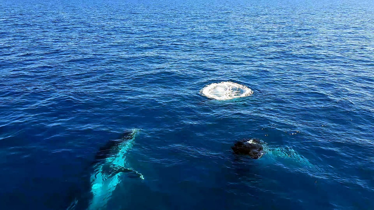 Whale Surfaces to Smile