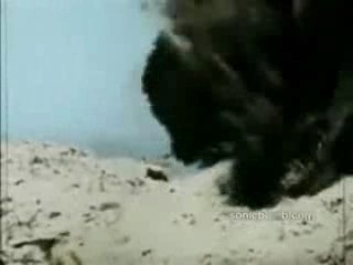 The Battle For Iwo Jima