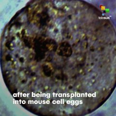 Mammoths Back To Life?