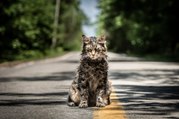 Pet Sematary - A new movie adaptation of Stephen King's most terrifying book!