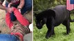 Jaguar cakar wanita yang melompati pembatas untuk selfie - TomoNews
